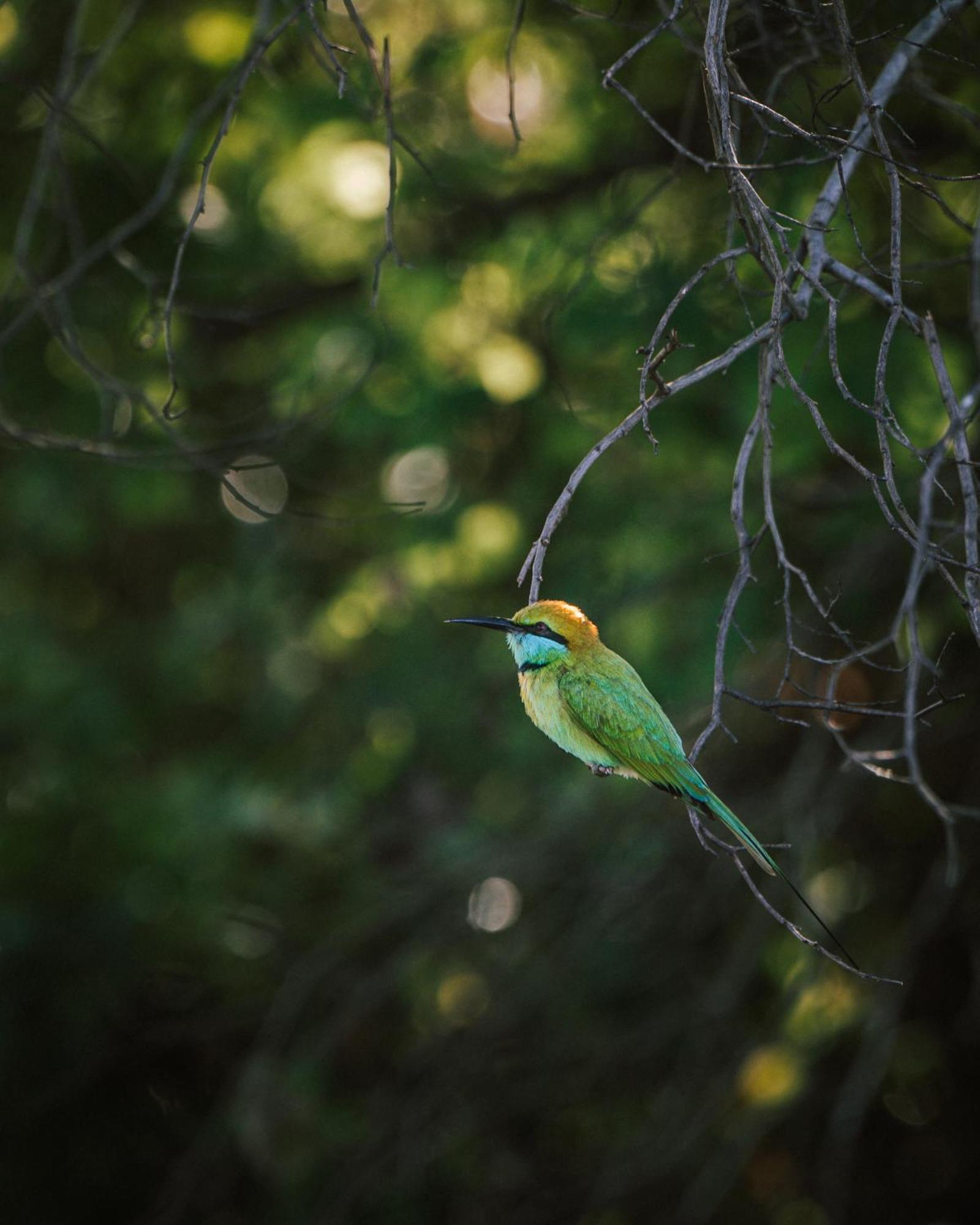 Roam Wings Safari Hotel Udawalawe Bagian luar foto