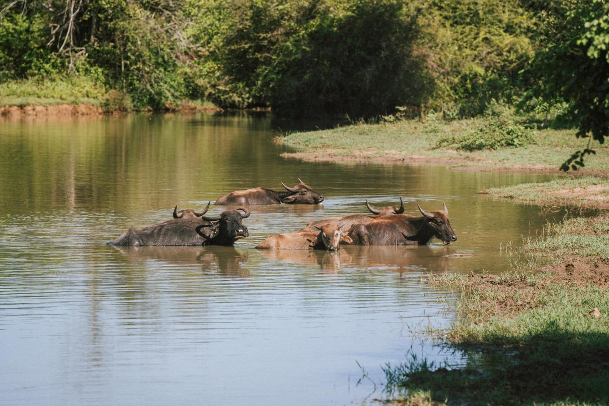 Roam Wings Safari Hotel Udawalawe Bagian luar foto